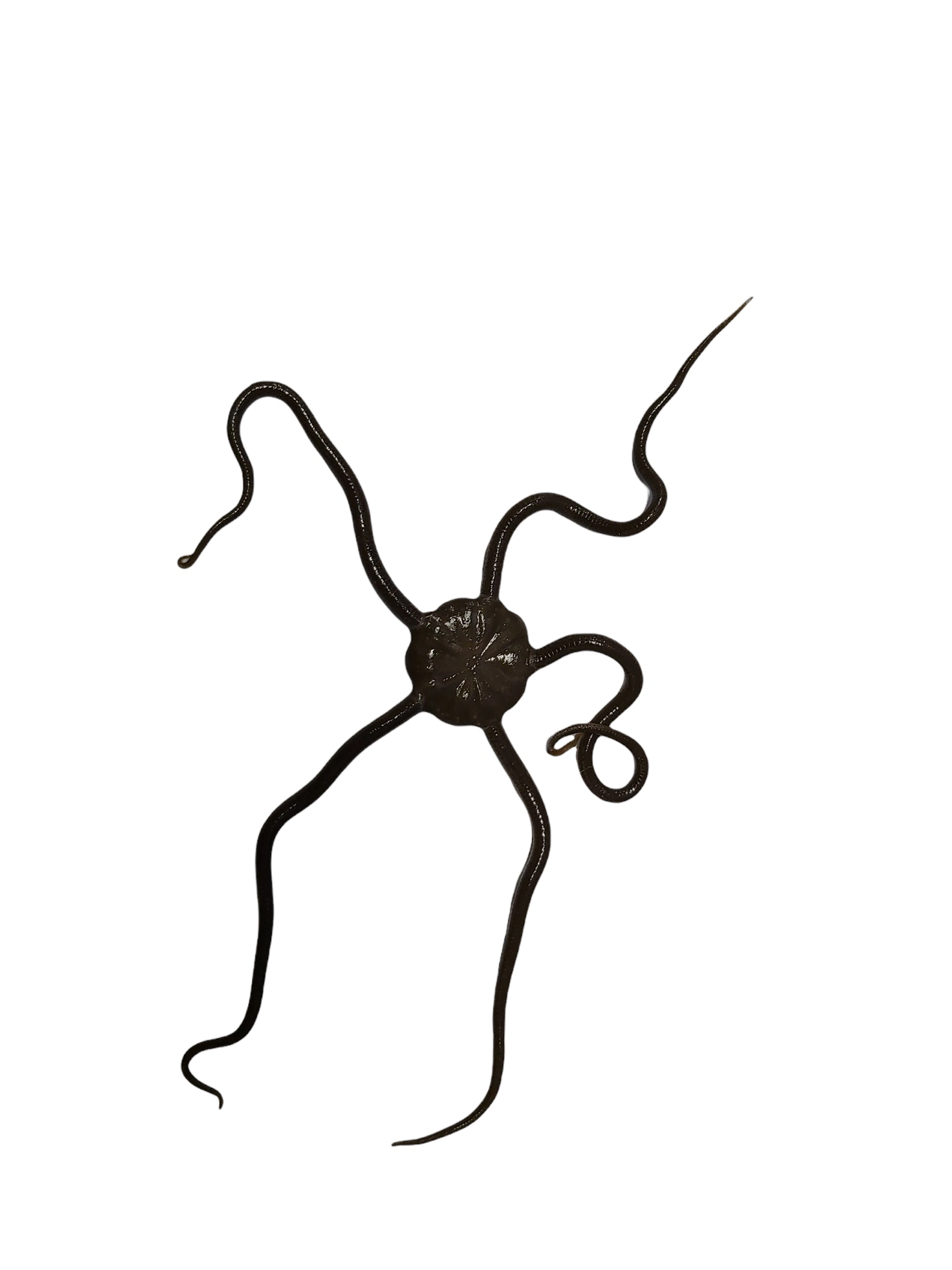 Slangesøstjerne Ophioderma rubicundum
